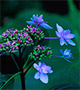 Blue flowers