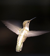 Hummingbird in flight.