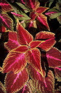 Coleus labiatae plant