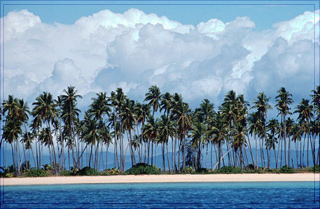 Palm Trees on Beach in Fiji