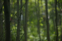 Photo of the Mohegan woods