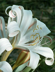 Blooming Amaryllis