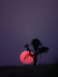 Moonrise Behind Shepherd Tree