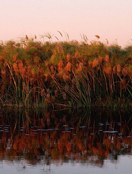 Papyrus by the Water