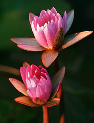 Water Lily Flowers