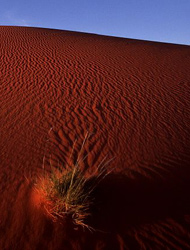 Patch of Grass on Red Sand Dune