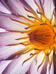 Water Lily Flower