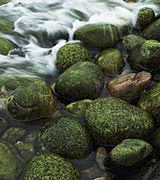 Photo of water flowing over mossy stones.