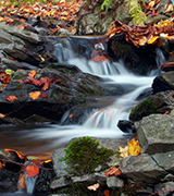Small forest brook in autumn.