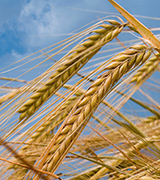 Wheat stalks under blue sky.