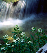 A small waterfall with white flowers.