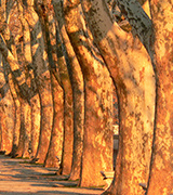Sunlit trees in a row.