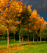 Autumn trees in a row.