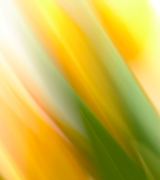 Blurred daffodils.