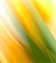Blurred daffodils