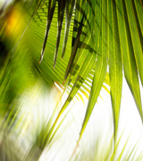 Blurred palm fronds.