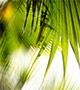 Blurred palm fronds