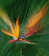 Blurred photo of a Bird of Paradise flower.