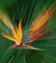 Blurred Bird of Paradise