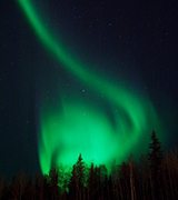 Aurora borealis above dark trees.