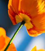 Close-up photo of a yellow-orange flower against a blue background.