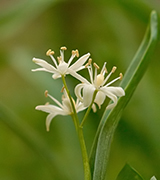 Delicate white flowers and green leaves.