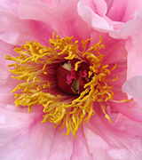 Pink peony with yellow pollen.