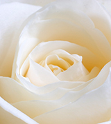 Pale beige rose.