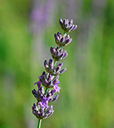 Lavender flower stalk.