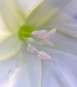 Close-up of a pale white flower.