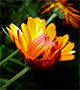Yellow-orange flower