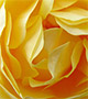 Pale yellow rose