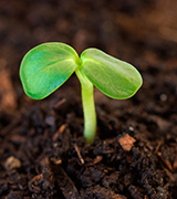 Tiny green seedling.