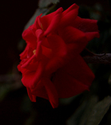 Red rose in profile against a dark background.