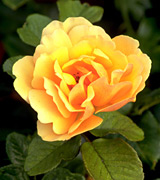 Photo of a yellow rose.
