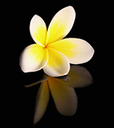 Yellow plumeria and reflection.