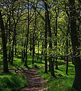 Photo of a path winding through a green forest with dappled light.