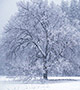 Icy white tree