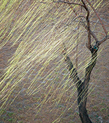 Weeping willow tree.