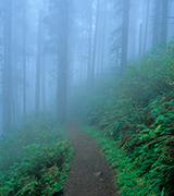 Footpath into a foggy forest.
