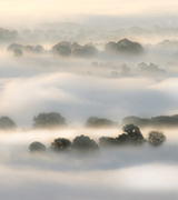 Misty trees at dawn.