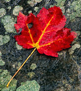 Photo of a red maple leaf with yellow veins against a dark mossy rock.