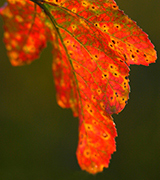 Red leaf against a dark green background.