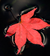 Red leaf floating on dark water.