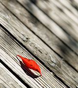 Red leaf on a grey wood deck.