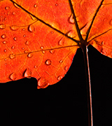 Close up of a red maple leaf against a dark background.