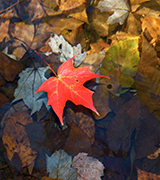 Red maple leaf floating in a shallow pool.