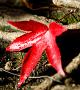 Bright red leaf on the ground.