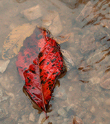 Red leaf floating in a shallow pool.