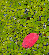Red leaf floating in a lily pond.